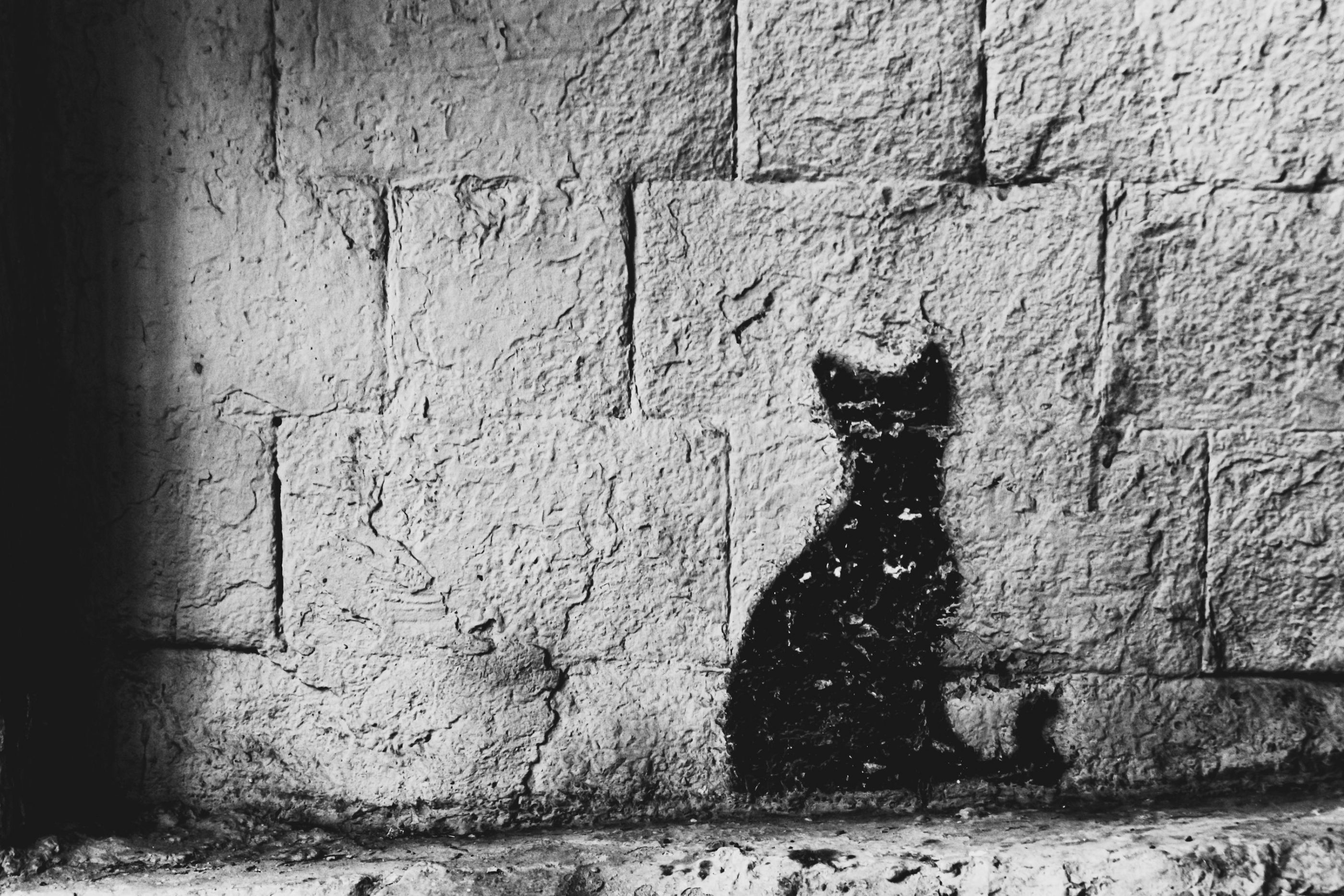 Черный кот / Black cat